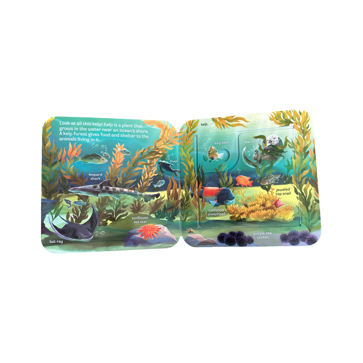 English Book "Peek-a-Flap Ocean"